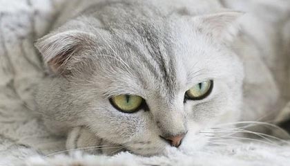 开云官方网站-【体坛篮球秀】哈登行为过分！职业球员的底线在哪？